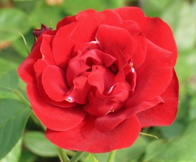 Роза Паола: характеристика сорта, правила посадки и ухода, отзывы
