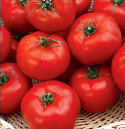 Томат Мечта огородника: описание сорта помидоров, характеристики, выращивание, болезни, отзывы