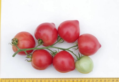 Описание сорта помидоров