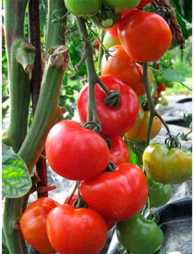 томат пинк буш характеристика и описание сорта фото отзывы урожайность