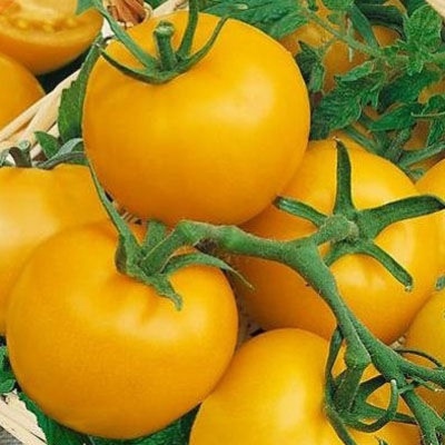дина томат
