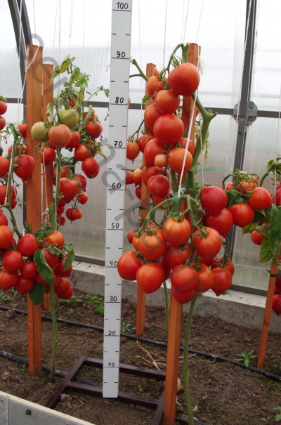 Описание сорта помидоров 