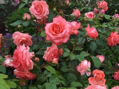 Роза Шакенборг: особенности и характеристика сорта, правила посадки, выращивания и ухода, отзывы