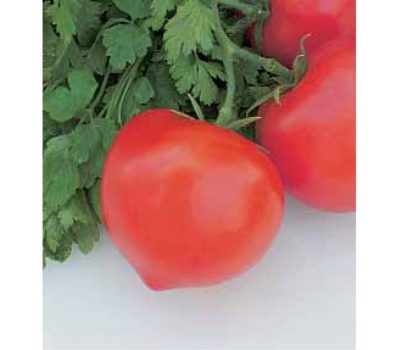 Лучшие сливовидные томаты 2023 года: какие сорта сливовидных томатов лучшекупить, как правильно выбрать, фото, характеристики, урожайность, описаниесортов - Ортон
