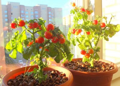 Выращивание помидоров в цветочных горшках: советы и рекомендации
