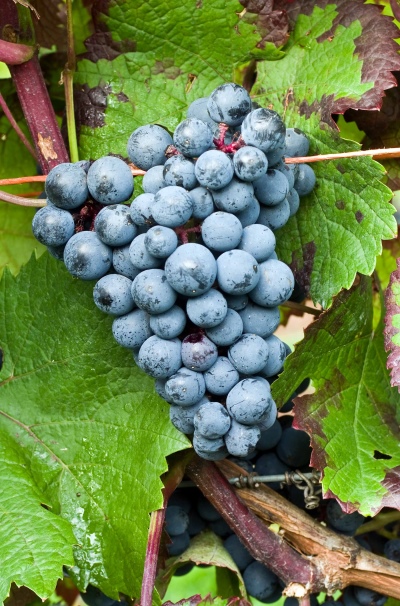 Виноград Голубок: описание, характеристики, выращивание, отзывы