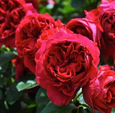 Лучшие сорта роз для Екатеринбурга в Свердловской области: топ 18 сортов с фото и отзывами