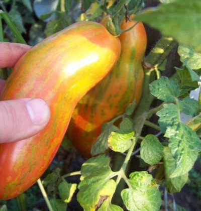 томат перцевидный полосатый характеристика и описание сорта фото отзывы
