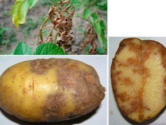 Болезни и вредители картофеля: колорадский жук, проволочник, как уберечь и чем обработать (календарь) рассаду от вредителей