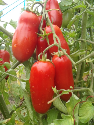 помидор петруша огородник фото описание отзывы сорта