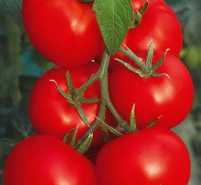 томат сахарные уста характеристика и описание сорта фото отзывы урожайность