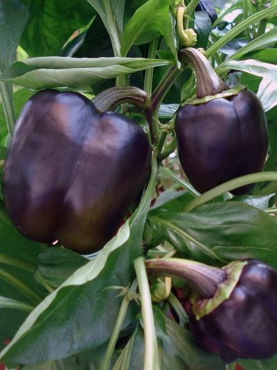 Перец Колокол Пурпурный описание сорта, фото, отзывы и выращивание