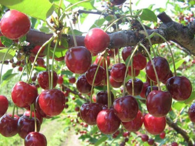 Ранние сорта вишни: список с описаниями, фото, отзывы