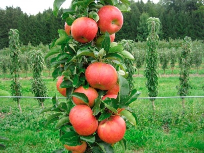 Колонновидная яблоня Кумир описание и характеристики сорта, фото, отзывы