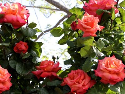Роза Христофор Колумб: особенности и характеристика сорта, правила посадки, выращивания и ухода, отзывы