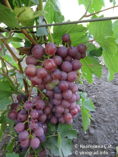 Виноград Сеня: описание, характеристики, выращивание, фото, отзывы