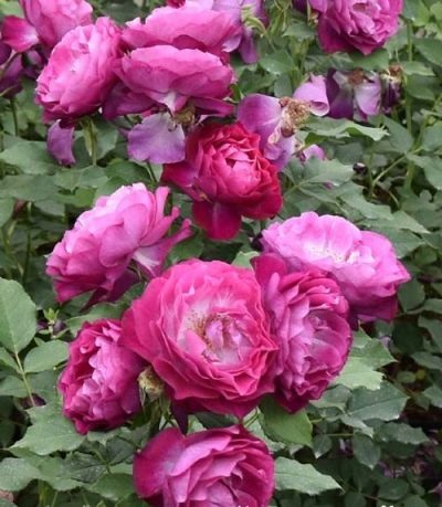 Роза Блю Иден: характеристика, посадка, выращивание и уход, отзывы