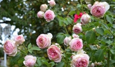 Роза Оноре де Бальзак: особенности, характеристика, правила выращивания и ухода, отзывы садоводов