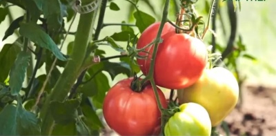 Томат Розовый спам: описание сорта помидоров, характеристики. Выращивание, болезни и вредители, отзывы