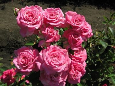 Роза Леди Бомбастик: характеристика сорта, посадка, выращивание и уход, отзывы