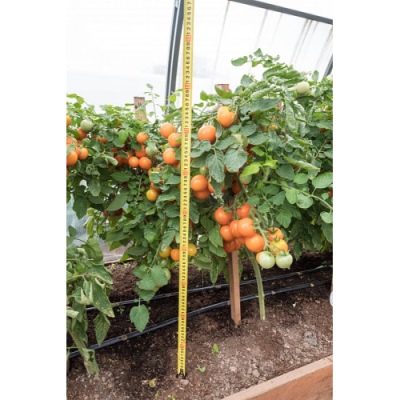 томат оранжевый земледелец