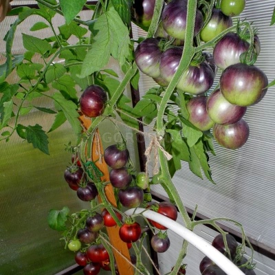 Томат Синяя груша: описание сорта помидоров, характеристики, выращивание, болезни, отзывы