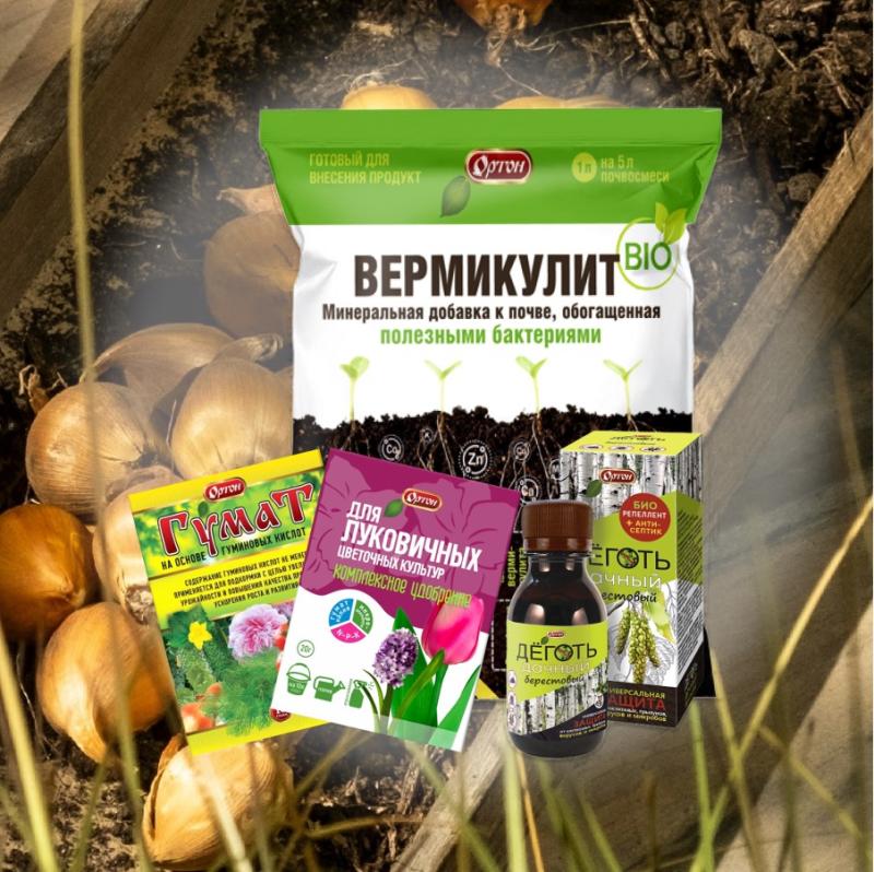 Посадка чеснока, лука и луковичных цветов под зиму: как подготовить посадочный материал и почву