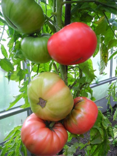 томат дородный отзывы фото