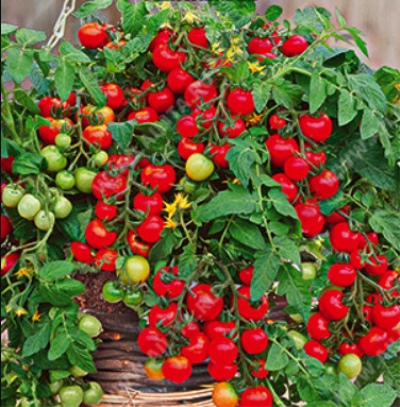Ампельные томаты: сорта черри и других видов помидоров