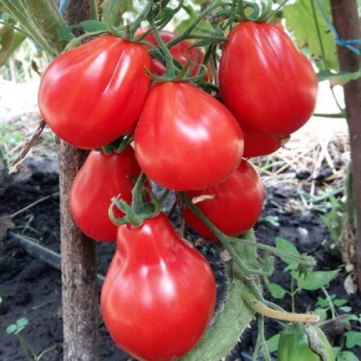 томат красный трюфель