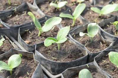 Рассада кабачков: посадка в домашних условиях из семян, когда сажать семенав 2023 году, обработка семян, выращивание и уход - Ортон