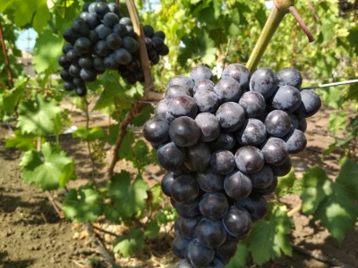 Виноград Шарада UA: описание, характеристики, выращивание, фото, отзывы | Садовый мир