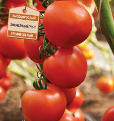 Лучшие томаты, устойчивые к кладоспориозу, 2024 года: какие сорта томатов,  устойчивых к кладоспориозу, лучше купить, как правильно выбрать, фото,  характеристики, урожайность, описание сортов - Ортон