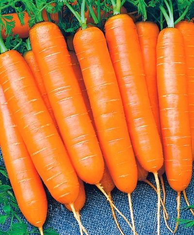Морковь Ярославна описание сорта, фото, отзывы и выращивание