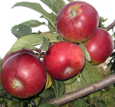 Яблоня яблоня Триумф: отзывы, описание сорта, фото, видео, отзывы,характеристики - Ортон