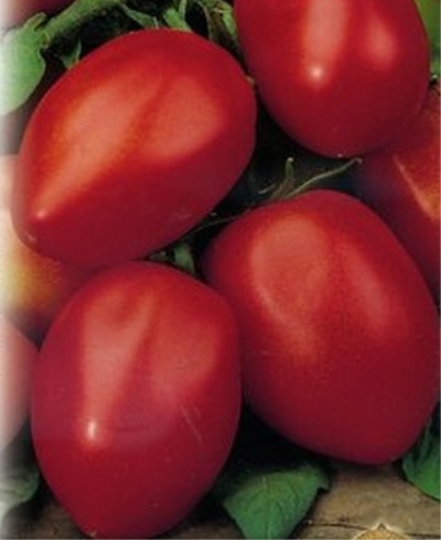 томат победитель характеристика и описание сорта фото отзывы урожайность