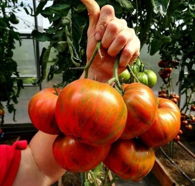 томат полосатый шоколад характеристика и описание сорта фото отзывы урожайность