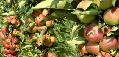 Яблоня яблоня Приокское: отзывы, описание сорта, фото, видео, отзывы,характеристики - Ортон