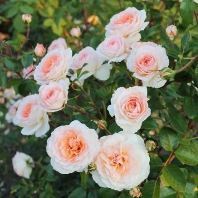 Мнения и впечатления опытных садоводов о розе Шлосс Ойтин
