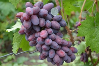 Виноград Эталон описание сорта, урожайность, фото и отзывы