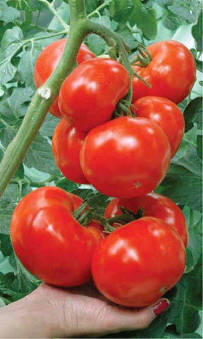 томат соседская зависть f1 отзывы урожайность характеристика и отзывы