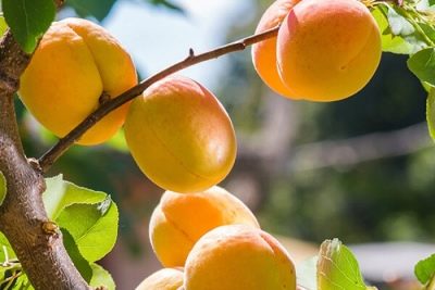 Лучшие сорта абрикоса для Урала 2023 года: какие сорта абрикоса для Уралалучше купить, как правильно выбрать, фото, характеристики, урожайность,описание сортов - Ортон