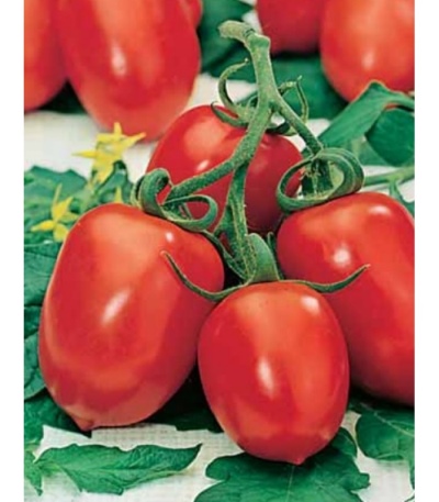 томаты челнок описание сорта фото отзывы