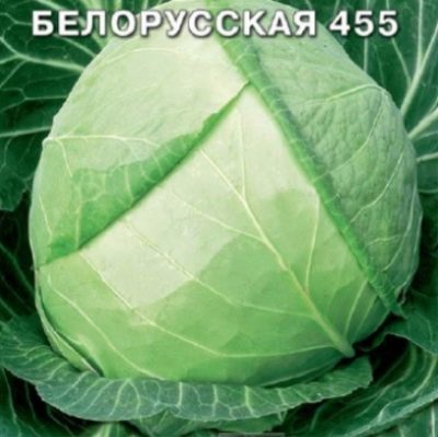 Капуста Белорусская 455: отзывы, описание сорта, фото, видео, отзывы,характеристики - Ортон