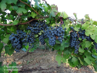 Характеристики винограда Регент