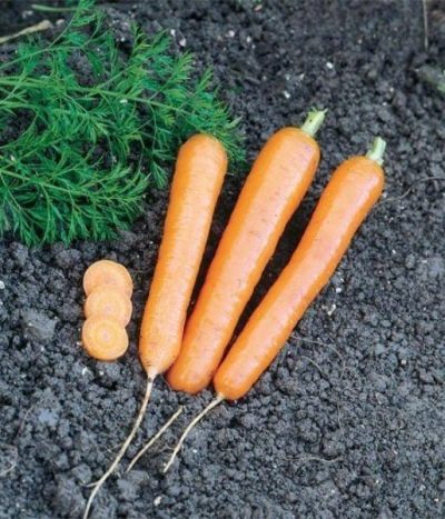 Морковь Анастасия описание сорта, фото и отзывы