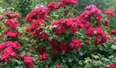Роза Колоссаль Мейдиленд: характеристики, посадка и выращивание, отзывы