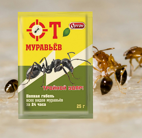 Как защититься от домашних муравьев