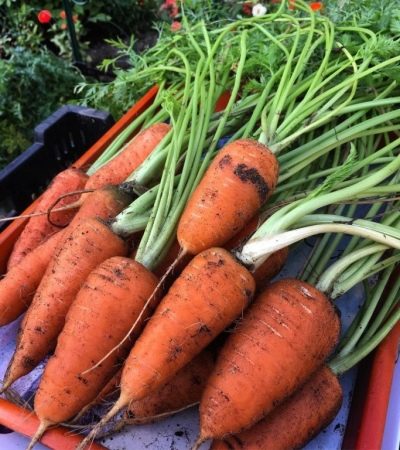 Морковь Шантане роял описание сорта, фото и отзывы