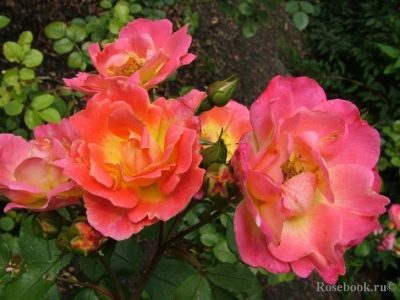 Роза Герцогиня Фредерика: особенности и характеристика сорта
